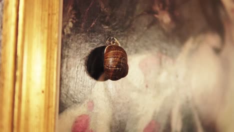 Zooming-in-camera-shot-of-Snail-cling-to-the-designer-wall
