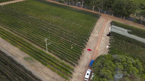 Aerial-top-down-shot-of-farm-worker-harvesting-ripe-grape-of-Australian-Vineyard