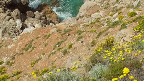 Seagulls-bird-brooding-incubating-eggs-close-to-rugged-steep-cliff,-Sardinia