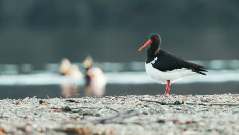 South-Island-Oystercatcher-Fly-Away-In-Lake-Hayes,-Queenstown,-New-Zealand