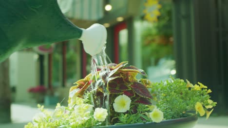 Watering-Flowers-in-a-Large-Pot-In-Front-of-Shops-with-a-Watering-Can