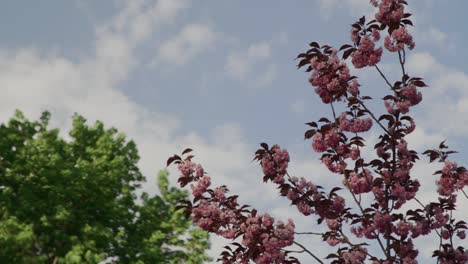 Rosa-Baum-Mit-Blumen,-Die-Im-Frühling-Mit-Blauem-Himmel-Blühen
