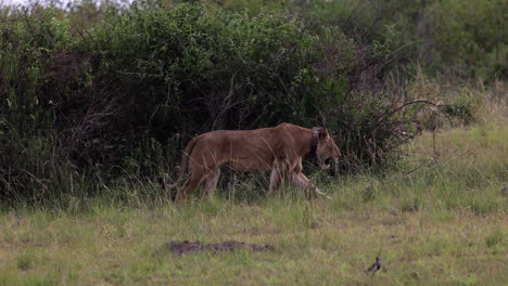 Lion-with-tracking-collar-walking-across-grasslands-in-Uganda,-Africa