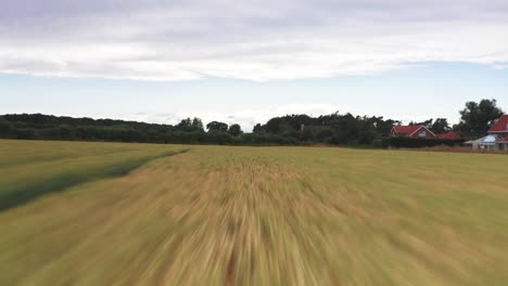 Norfolk-Farm-Fields-Aerial-Drone-low-fly-over-green-wheat-fields-in-Burnham