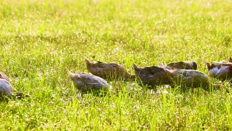 Bangladeshi-desi-ducks-eating-at-grass-field-in-morning-sunlight-in-Bangladesh
