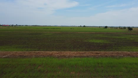 Green-paddy-field,-low,-closeup-pull-back-fast-smooth-drone-shot