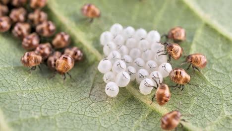 The-group-of-a-stink-beetle,-crawling-out-of-eggs,-crawls-on-a-leaf