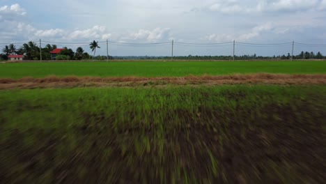 Green-paddy-field-with-road,-low,-closeup-flyby-forward-smooth-drone-shot