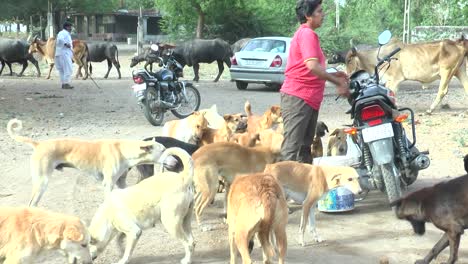 Entfernte-Szene,-In-Der-Eine-NGO-Mitarbeiterin-Hungrige-Hunde-Füttert-Und-Alle-Hunde-Schlange-Stehen,-Um-Zu-Fressen