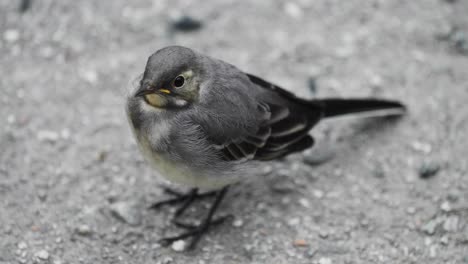 A-close-up-shot-of-a-wagtail-bird-sitting-on-the-rock