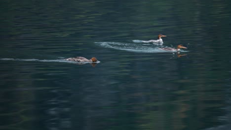 Ducks-dive-out-of-the-turquoise-waters-in-the-fjord,-creating-a-splash-and-leaving-circles-on-the-water