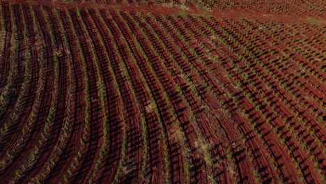 Impressive-Aerial-View-of-Young-Yerba-Mate-Plantation,-Traditional-Drink-of-Argentina