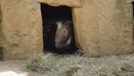 Kopf-Des-Haubenstachelschweins-In-Seiner-Höhle,-Der-Draußen-Im-Prager-Zoo,-Tschechische-Republik,-Späht