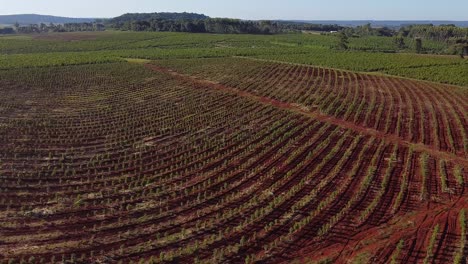Aerial-View-of-Recently-Sown-of-Yerba-Mate-Plantation,-Traditional-Drink-of-Argentina