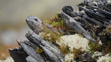 Tiny-plants,-moss,-and-lichen-cover-the-dark-jagged-rocks