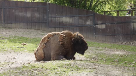 European-Bison-Resting-On-The-Ground-With-Wooden-Fence-In-The-Zoo-In-Prague,-Czech-Republic