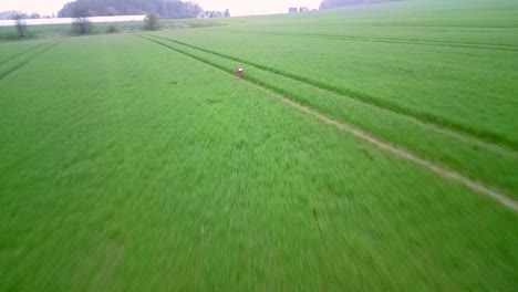 Aerial-drone-following-shot-over-a-wild-deer-running-away-across-green-farmland-in-Brunswick,-Germany-on-a-cloudy-day