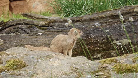 Adult-Yellow-Mongoose-sitting-on-a-rock-and-Looking-Around