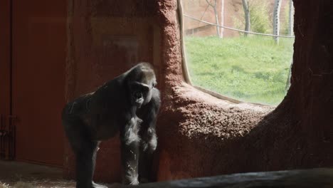 Lonely-Gorilla-In-Captivity-Looking-Through-The-Window