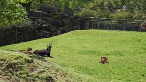 three-sable-antelopes-are-lying-on-a-green-meadow-in-Prague-Zoo,-Czech-Republic