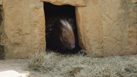 Crested-Porcupine-Inside-Its-Den-Peeking-Outside-In-Prague-Zoo,-Czech-Republic