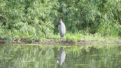 Grey-Heron-stands-at-the-edge-of-a-pond-as-it-is-reflected-in-the-water
