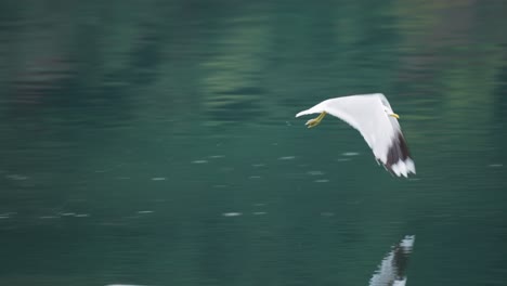 A-sea-gull-hunting-flying-low-above-water-trying-to-catch-a-fish,-but-misses