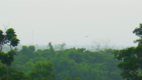 águilas-Volando-Con-Gracia-Sobre-Las-Exuberantes-Selvas-Tropicales-De-Bangladesh-En-Medio-Del-Clima-Nublado-Del-Verano