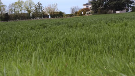 Feld-Mit-Grünem-Gras-In-Der-Nähe-Von-Privatgrundstücken,-Handheld-Ansicht