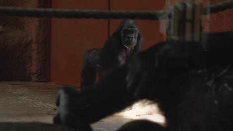 Rack-Fokus-Aufnahme-Eines-Gorilla-Beins,-Das-Es-Kratzt