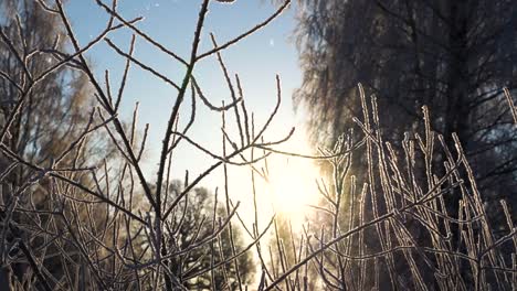 Frosty-forest-trees-against-bright-sunshine-in-winter-season,-light-snowfall