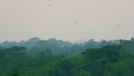 Majestätische-Adler-Schweben:-Erleben-Sie-Den-Atemberaubenden-Anblick-Zweier-Adler,-Die-Inmitten-Des-Bewölkten-Sommerwetters-über-üppig-Grüne-Regenwälder-In-Bangladesch-Gleiten