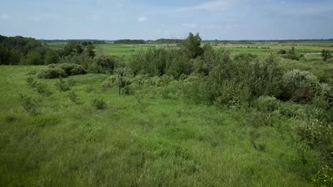 Ein-Eindringender-Baumwald,-Natürlicher-Störender-Lebensraum-Auf-Einer-Viehgetreidefarm-In-Der-Landschaftsumgebung-Im-Westen-Kanadas,-Manitoba,-Saskatchewan,-Alberta