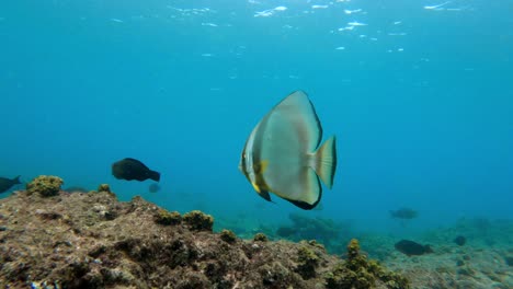Tropische-Fische-Schwimmen-Im-Meer-Und-Suchen-Nach-Nahrung,-Gefilmt-Auf-Den-Seychellen