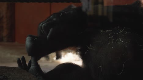 rack-focus-shot-of-a-gorilla-leg-that-the-chimpanzee-scratches