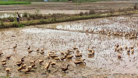 Bauer-Hütet-Enten-Auf-Einem-Feuchtgebiet-Reisfeld-In-Der-Landschaft-Von-Bangladesch