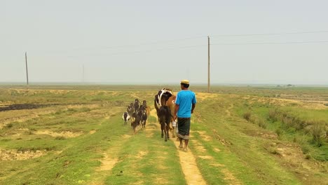 Granjero-Pastoreando-Cabras-Y-Vacas-A-Lo-Largo-Del-Camino-De-Las-Tierras-De-Cultivo-En-Bangladesh-En-Un-Día-Nublado