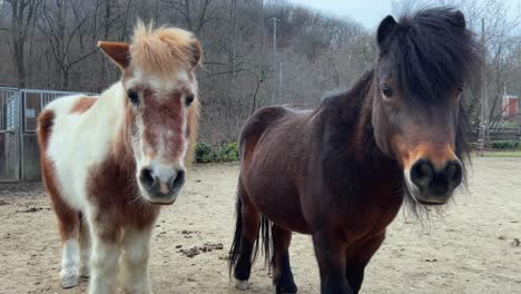 Zwei-Wunderschöne-Ponys-Schauen-Gemeinsam-Neugierig-In-Die-Kamera