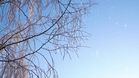 Frosty-tree-branches-against-blue-sky-during-snowfall,-view-from-bellow