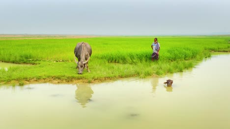 Granjero,-Búfalo,-Ternero,-Pradera,-Bangladesh