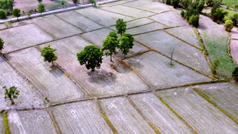 Vuelo-Sobre-áreas-Cultivadas-Durante-La-Estación-Seca-En-Tailandia