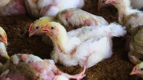 Nahaufnahme-Von-Hühnerküken-Auf-Dem-Bauernhof-In-Bangladesch:-Veranschaulichung-Der-Intensiven-Industriellen-Zucht-Und-Der-Schnittstelle-Zwischen-Tierischer-Agrarindustrie,-Lebensmittelproduktion-Und-Industrie