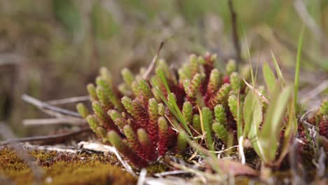 Sedum-acre-plant-in-wilderness-growing-on-sunny-day,-close-up-view