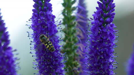 Scaeva-Selenitica-Hoverfly-Perched-on-Purple-Spiked-Speedwell-Plant