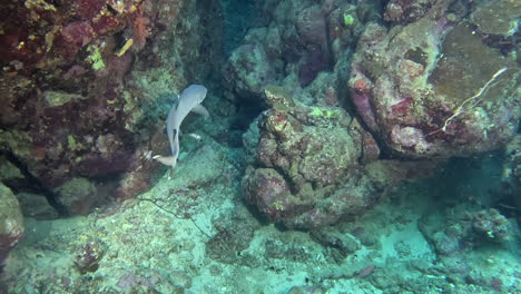 Tiburón-De-Arrecife-De-Punta-Blanca-Se-Acerca-A-Un-Cañón-Y-Se-Aleja-Nadando
