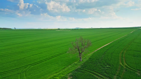 Un-Vídeo-De-Un-Dron-Captura-Campos-De-Cultivo-De-Verano-En-Las-Colinas-De-Lincolnshire-Wolds