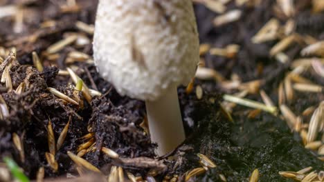 Mushroom-bursting-through-soil,-close-up-time-lapse