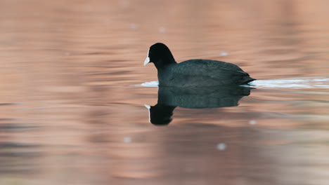 Eurasian-Coot-Swimming-While-Eating-In-The-Lake-In-Queenstown,-New-Zealand