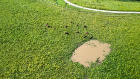 Aerial-descent-pan-of-Bison-herd-at-Battelle-Darby-Metro-Park,-Ohio