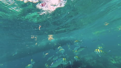 Pov-shot-of-snorkeler-exploring-underwater-world-with-Tropical-fish-and-coral-in-Caribbean-sea